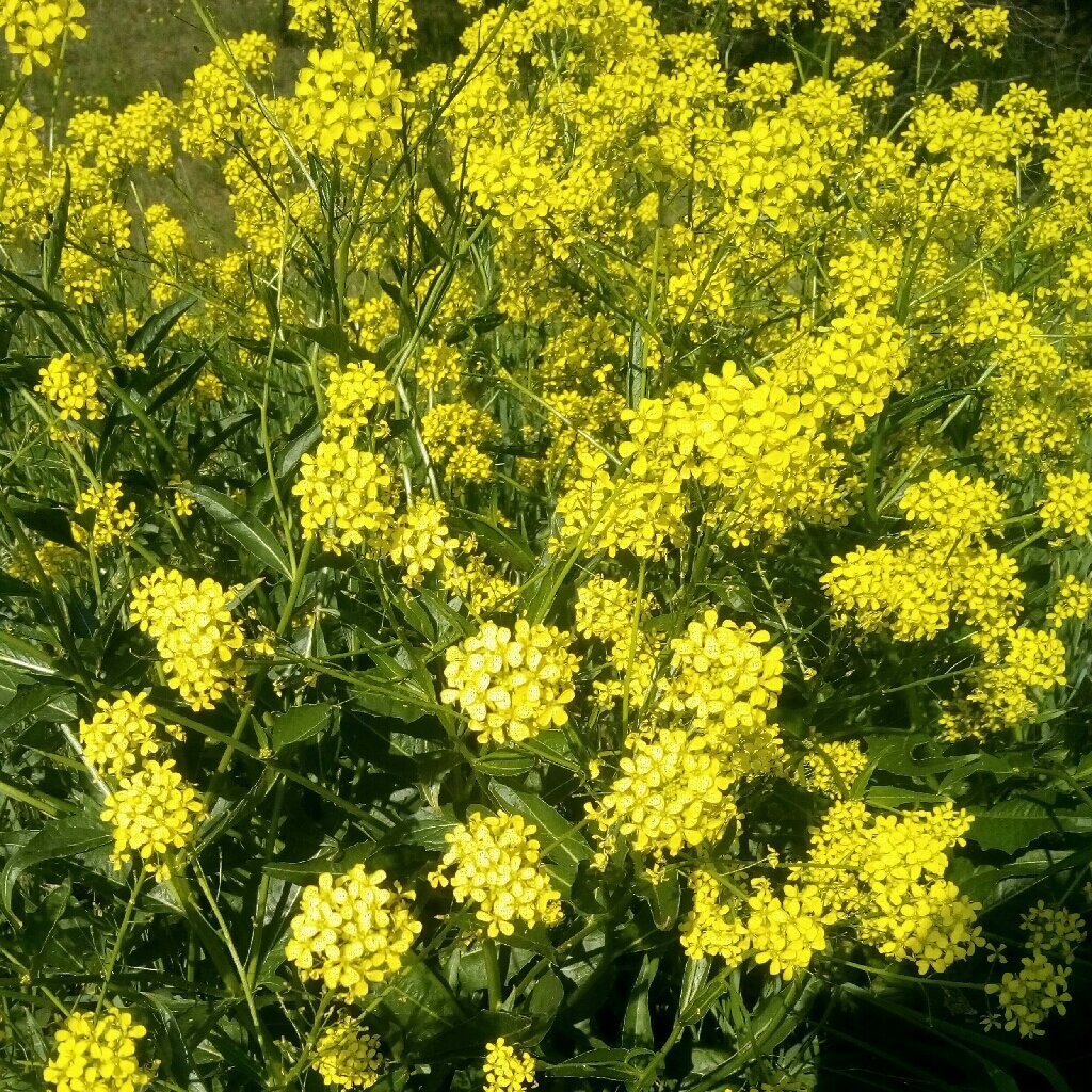 растение с желтыми цветами