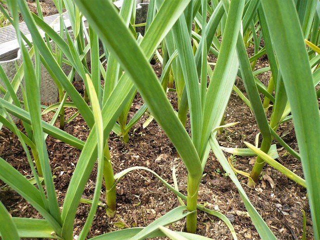 Озимый чеснок на грядке.