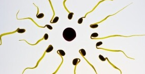Так ли полезна сперма, как принято считать