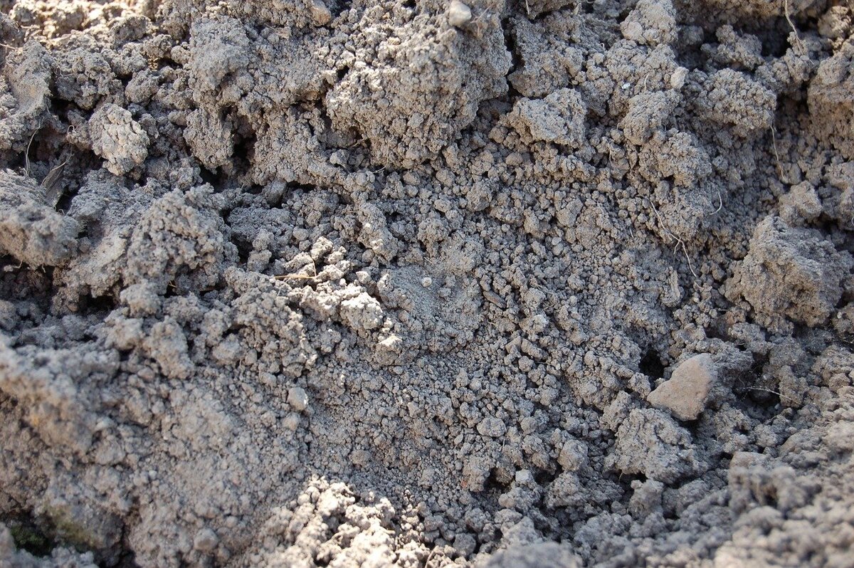 Безопасный способ обеззаразить землю от вредителей и болезней без применения ядохимикатов