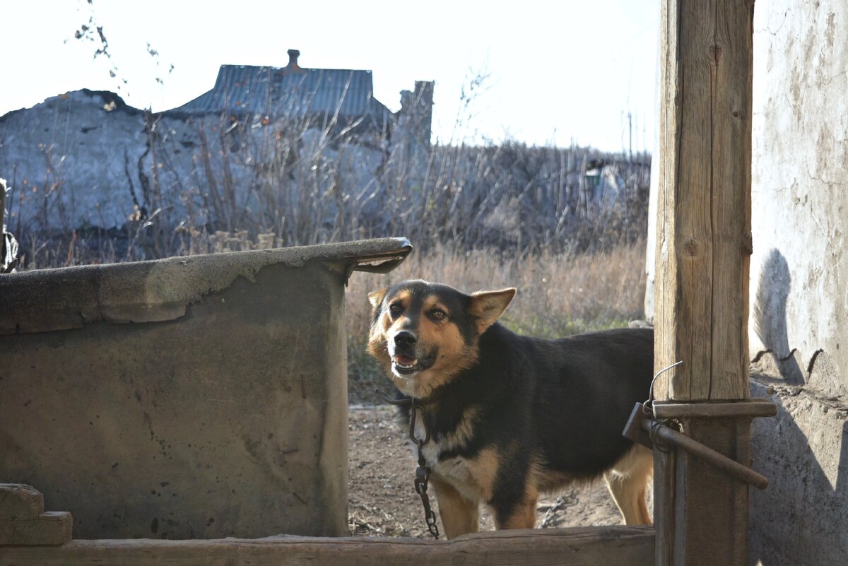 Джек всегда встречает хозяев утром. 