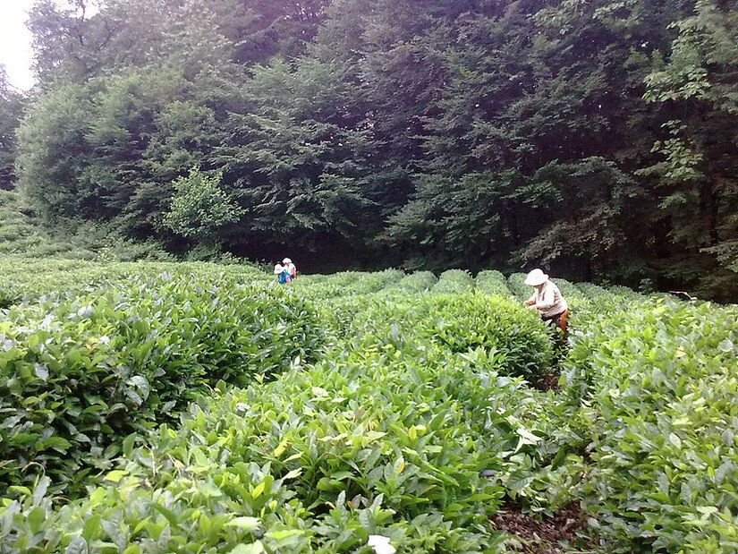 Источник: khosta-tea.ru