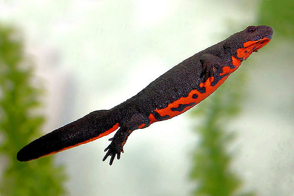 Кого выбрать, если нельзя завести собаку?