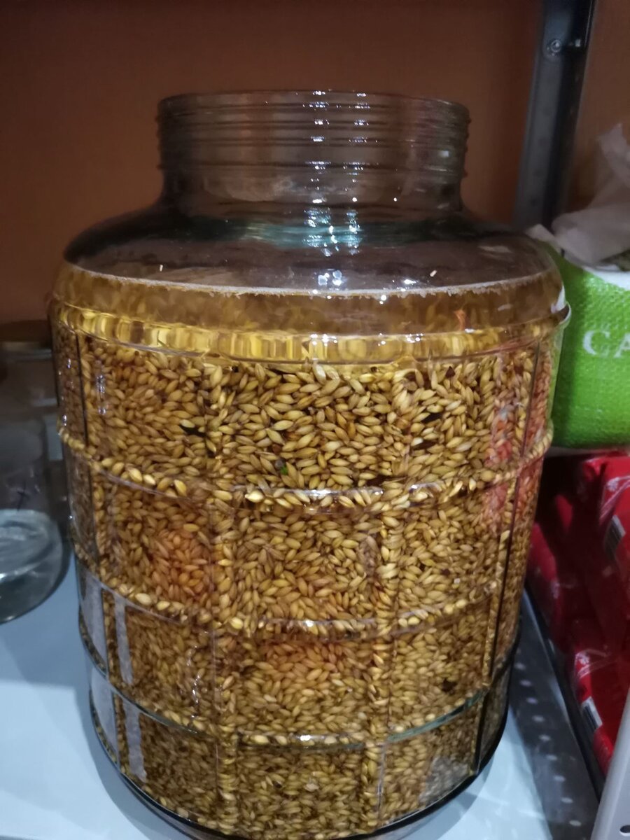 Замачивание зерна пшеницы - фото от участника Клуба Самогонъ-Б12