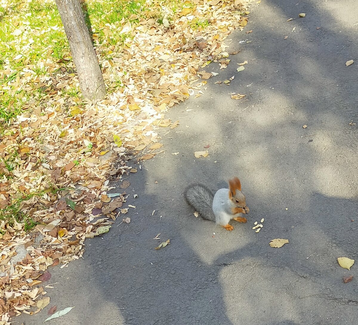 Совсем не бояться людей.