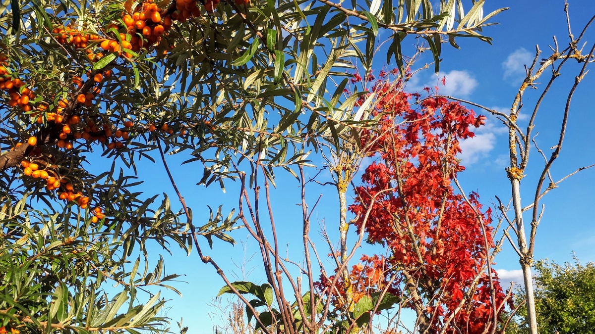 Красота осени