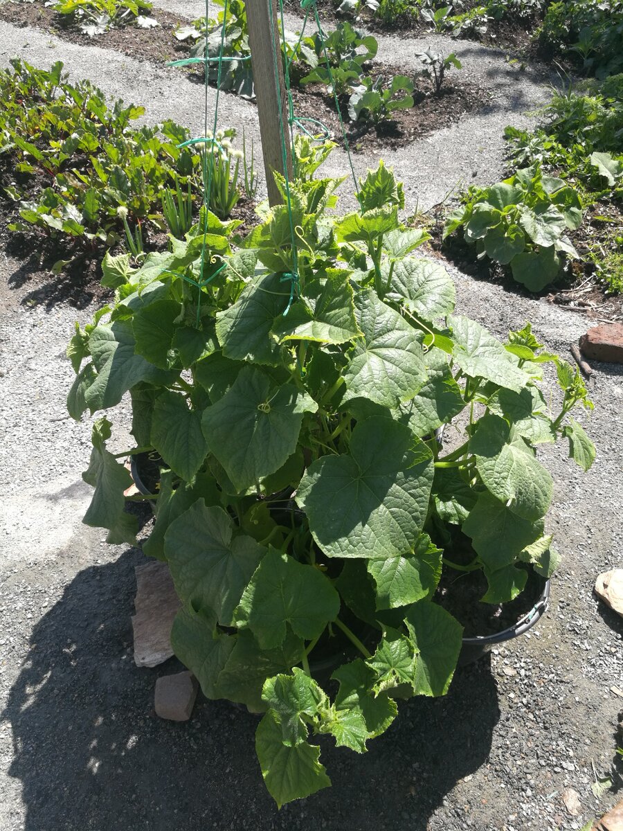 Берём несколько вёдер, ставим по кругу по середине вбиваем колышко. В ведро накладываем любой травы, лучше конечно крапивы чтобы заполнить 4/5 ведра. Сверху засыпаем землёй и оставляем до дождя, дождь утромбует траву и землю и мы сможем досыпать ещё. Когда ведра готовы берём 5л пласт бутылки и семена огурца. В каждое ведро укладываем на ребро несколько семечек и чуть чуть присыпаем землёй, поливаем тёплой водой, срезаем с бутылки дно и закрываем семечки. Бутылка остаётся закрытой пока не появятся два листика. Вот мы дождались, семена проклюнулись. Выбираем самые сильные растения и оставляем по одному растению в ведре,открываем крыжки у бутылок. В бутылке огурцы живут пока им там не станет тесно. Огурчики подросли убираем бутылки и подвязываем каждое растение к колышку и укрываем плёнкой, фиксируя камнями. Следим за влажностью и скоро появятся первые огурчики. Питание растения происходит от травы заложенной в ведро в начале. Спасибо что до читали до конца. Буду очень благодарна подписке.
