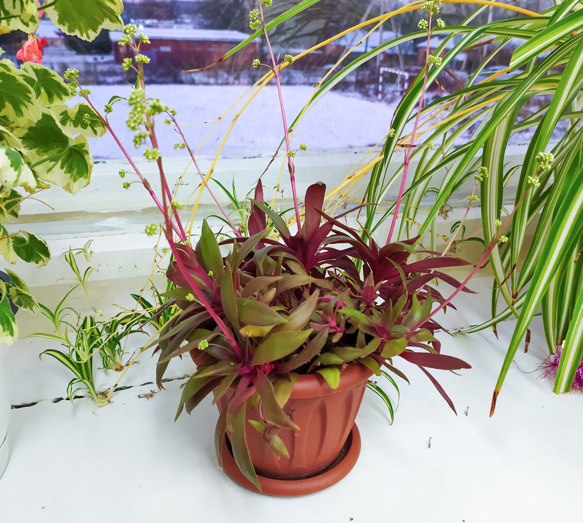 Crassula rosularis собралась цвести