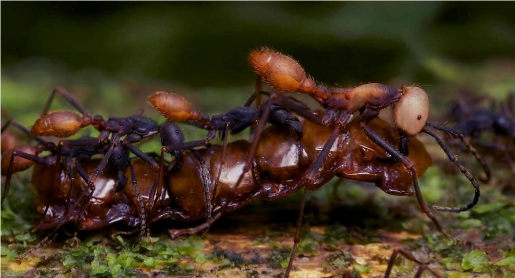 В африке водятся муравьи которые устраивают. Муравьи Эцитоны. Муравей Эцитон Бурчелли. Сиафу муравьи убийцы. Кочевые муравьи сиафу.