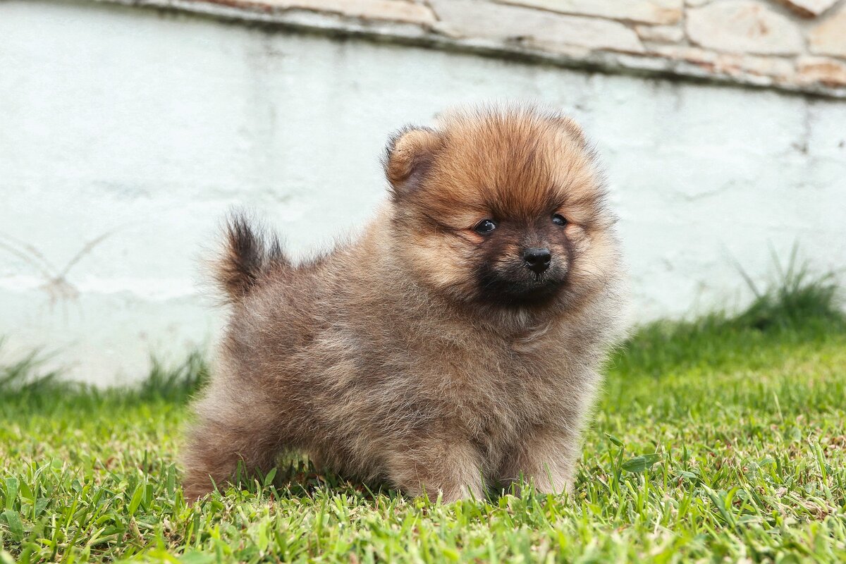 Cuanto cuesta un perro pomerania