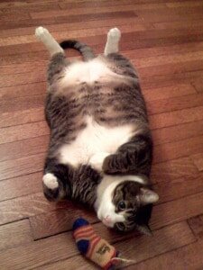 Липидоз (жировая дистрофия) печени возникает вследствие нарушения жирового и белкового метаболизма. Может проявляться у кошек и собак, но клинически более выражен все-таки у кошек. Классифицируют первичный (идиопатический) и вторичный, развивающийся на фоне иных первичных заболеваний.
