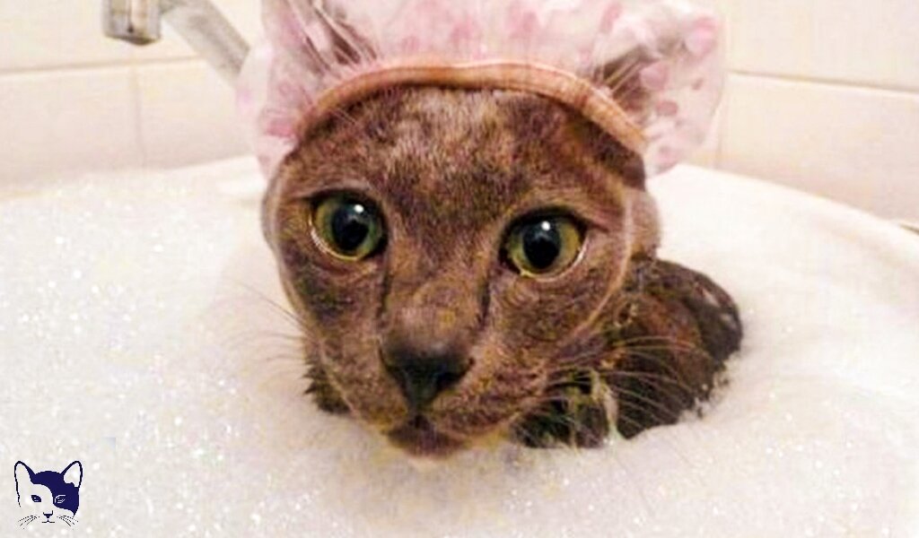 Источник изображения: Яндекс Картинки