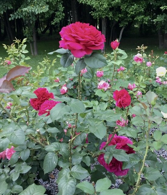 Fisherman’s friend 