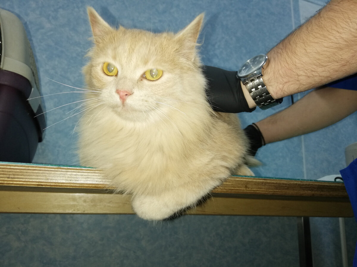 Кекс в Зооцентре. Первые часы в Москве