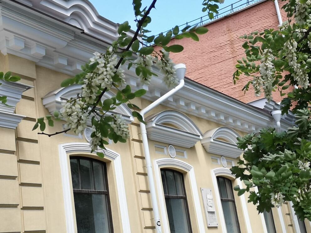 Цветущая акация на Большой Садовой(Ростов-на-Дону). Фото автора