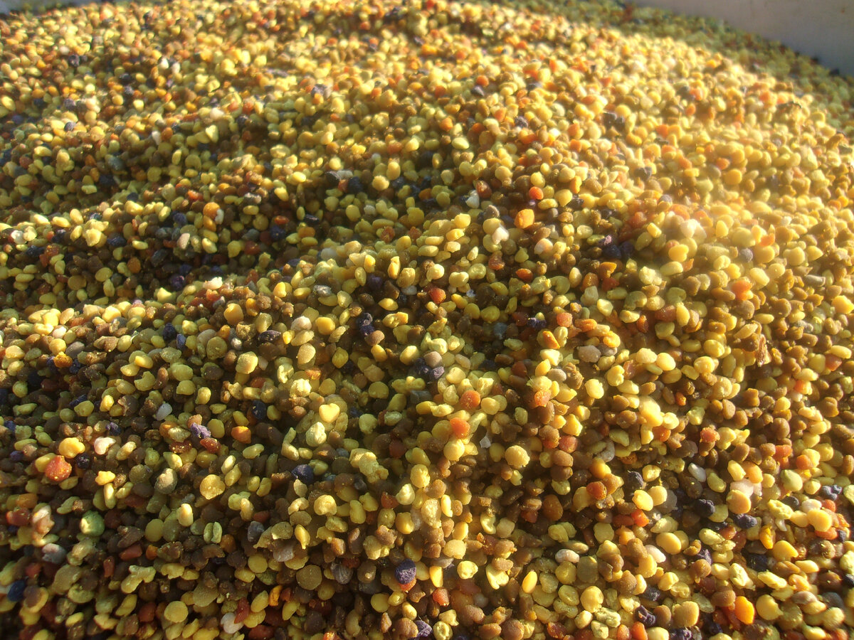 Нормальная сухая пыльца.