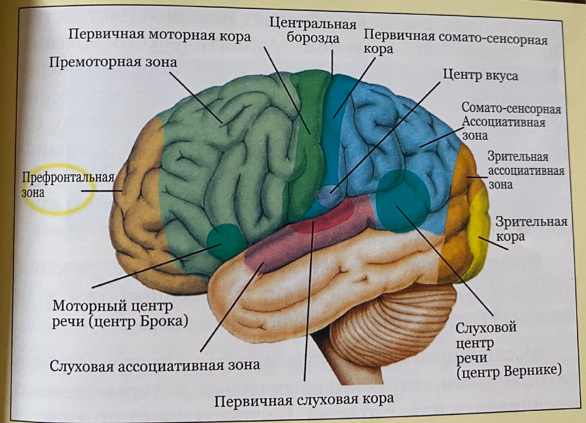 Рис 1 Функциональные зоны коры левого полушария головного мозга. Верхняя лобная извилина располагается в лобной части коры головного мозга