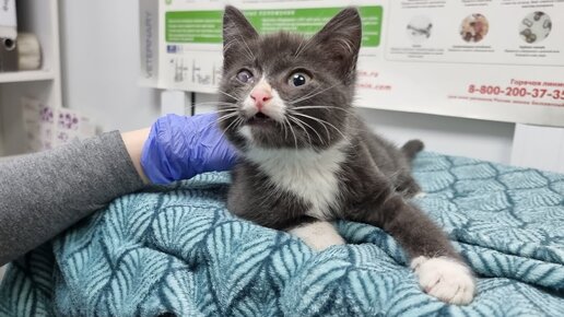 🥺Нашли на улице очень ручного  котенка, который постоянно плачет, у него болит  глаз и нужна помощь!