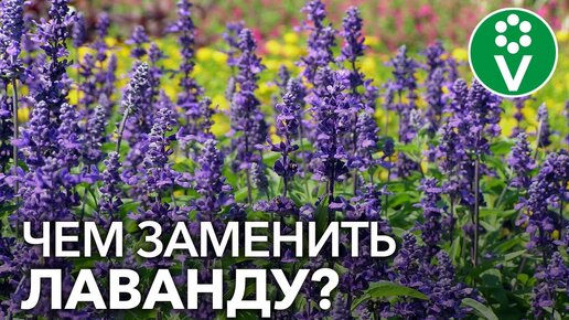 ПОСАДИТЕ ЭТИ ЦВЕТЫ ВМЕСТО ЛАВАНДЫ! ТОП-12 растений, похожих на лаванду, но более неприхотливых