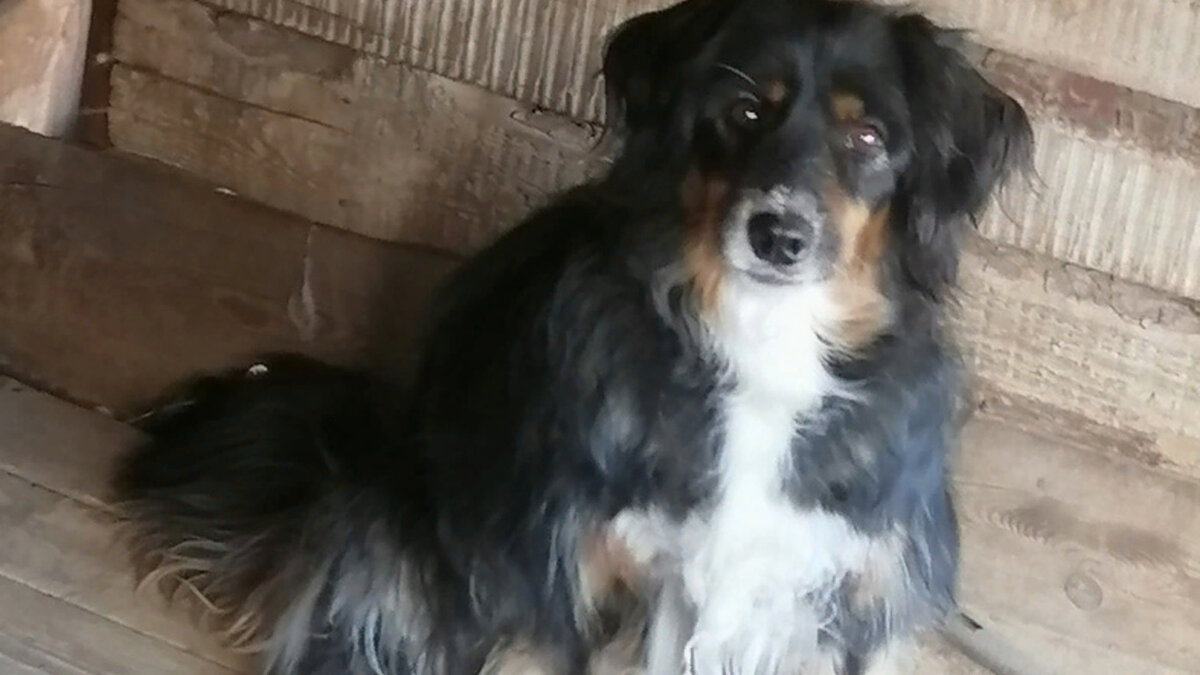 Нора - жертва ветеринарной учёбы    