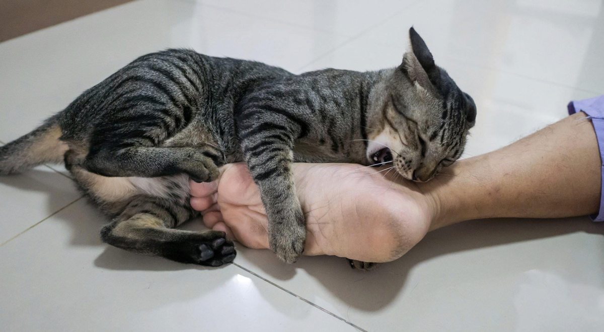 Кошка вцепилась. Котенок начал кусаться. Кошка кусается. Кот кусает ногу. Кошка вцепилась в руку.