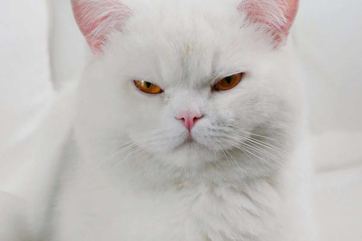 картинки белый кот
