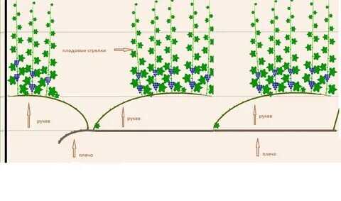 Горизонтальный кордон винограда схема и размеры