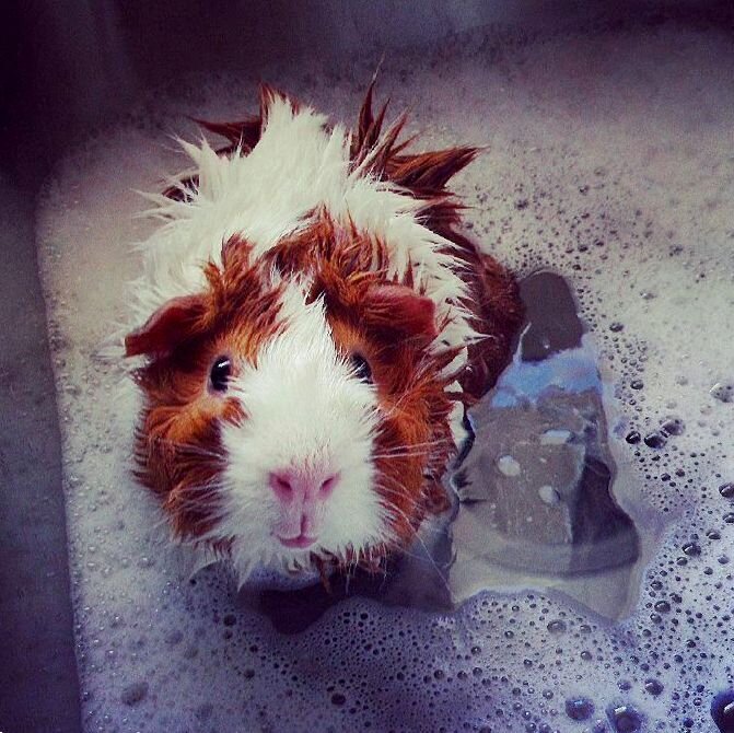 Как правильно купать морскую свинку в домашних условиях: советы и рекомендации