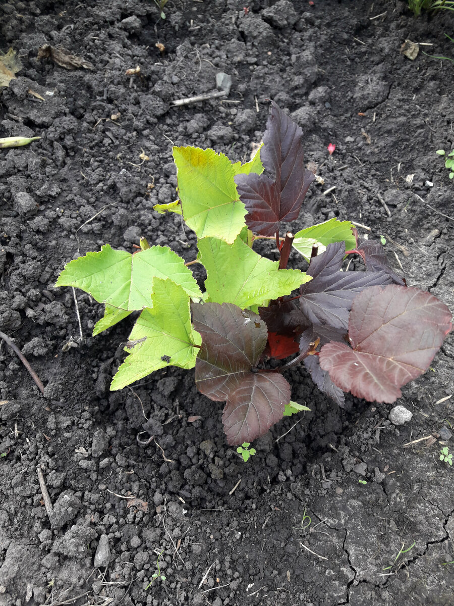 Черенки пузыреплодников Диаболо и Аурея