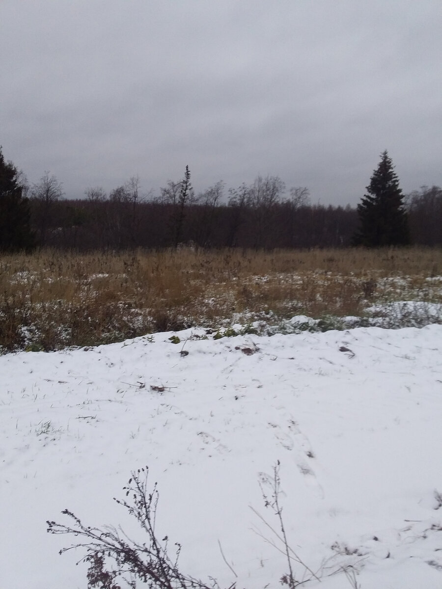 Осень.... выглядит серо и невзрачно (Личное фото)