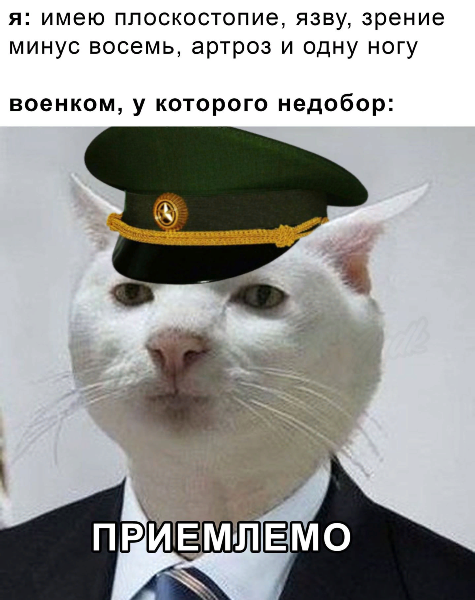 Приемлемо кот. Кот Мем. Приемлемо кот оригинал. Мем приемлемо кот в костюме.