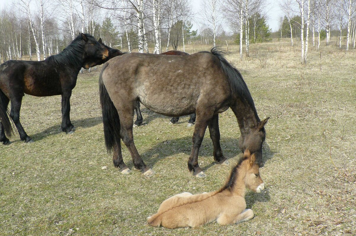 Еще одно фото лошадей. Трава довольно сильно выедена, при том что здесь пасутся только лошади. Но на заднем плане трава высокая, значит участок обрабатывает лошадьми неравномерно, что по идее обычно в таких проектах (что так и должно быть).