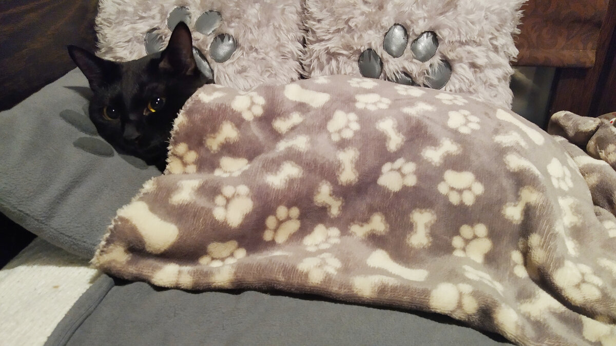 Кот Тихон.