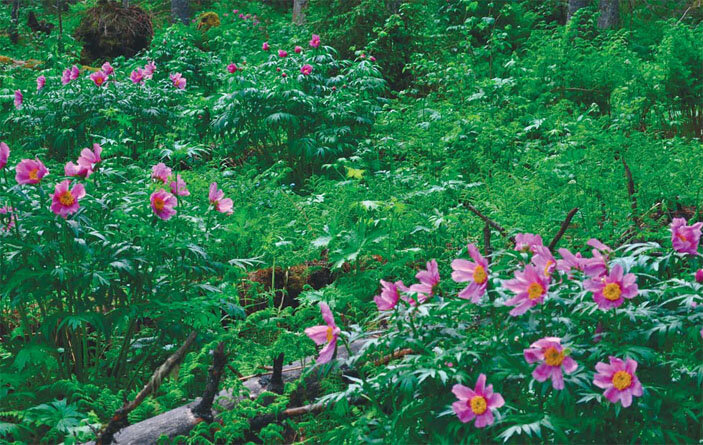 Пионовая тайга в фазу цветения пионов  (фото из статьи об этом типе леса, взято с образовательной целью, принадлежит его авторам, которым выражаю глубокую признательность)