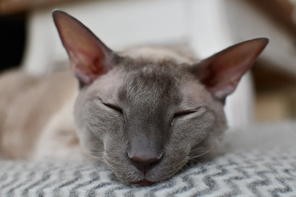 Кот породы корниш-рекс. Фото с сайта https://pixabay.com/ru/