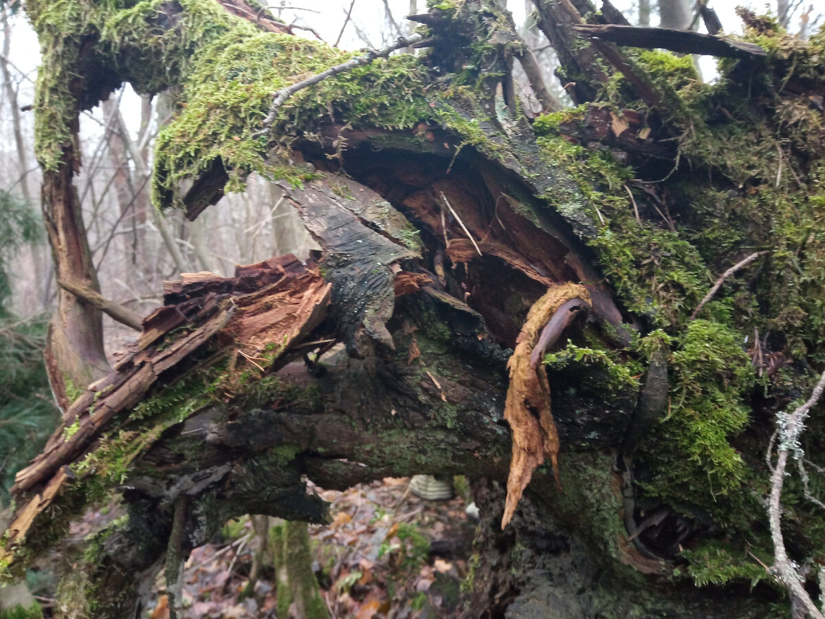 Это ж какой ветер был, чтобы такую махину с корнями выдрать? Фото автора