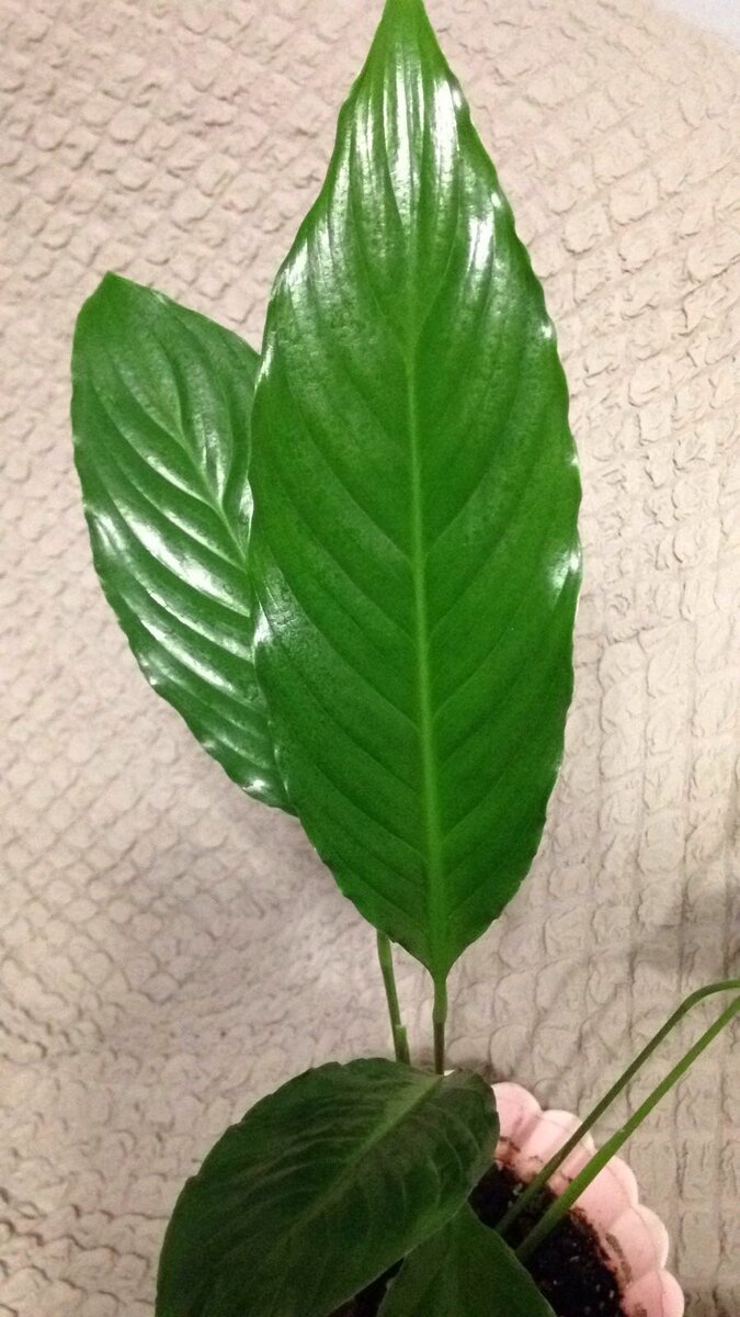 Малыш Спатифилум.