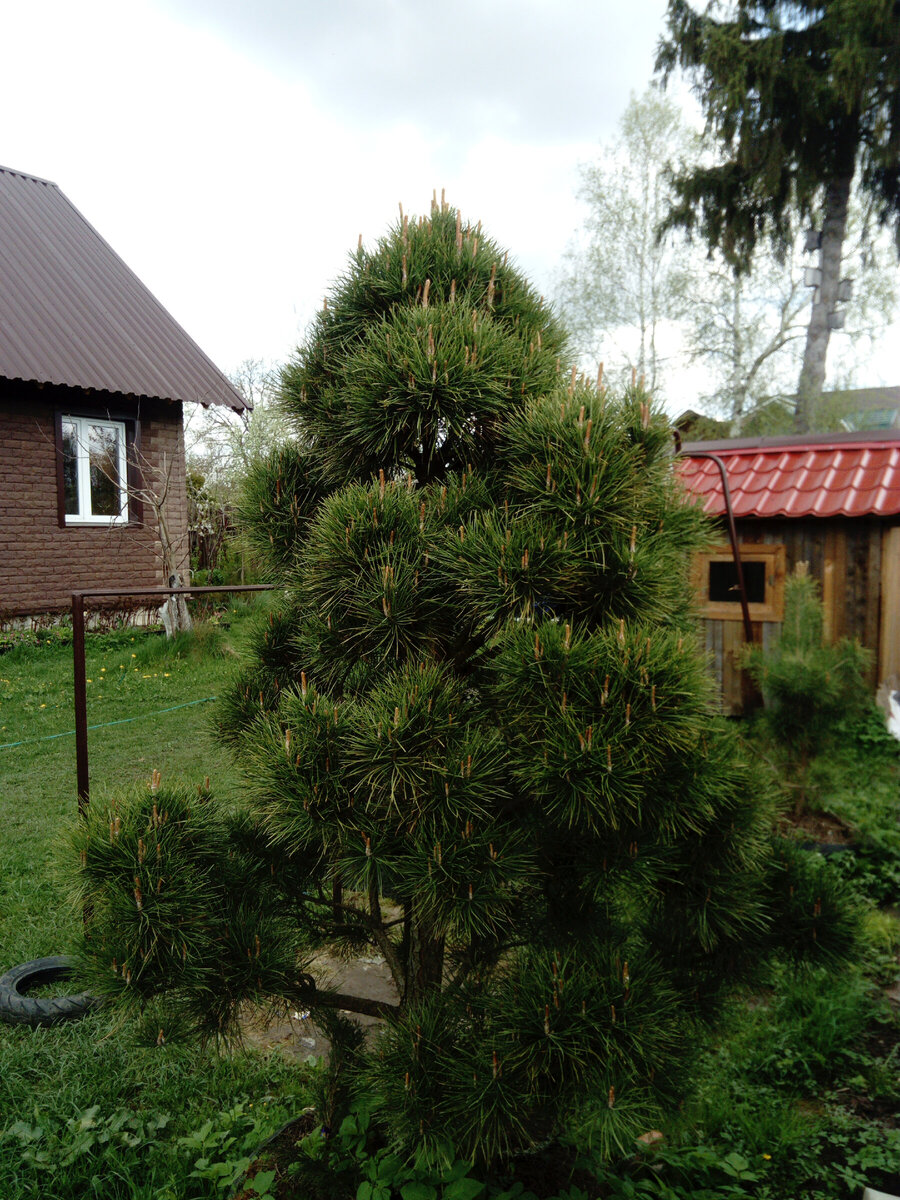 Моя стриженная сосенка. Фото автора. @Маша Генералова