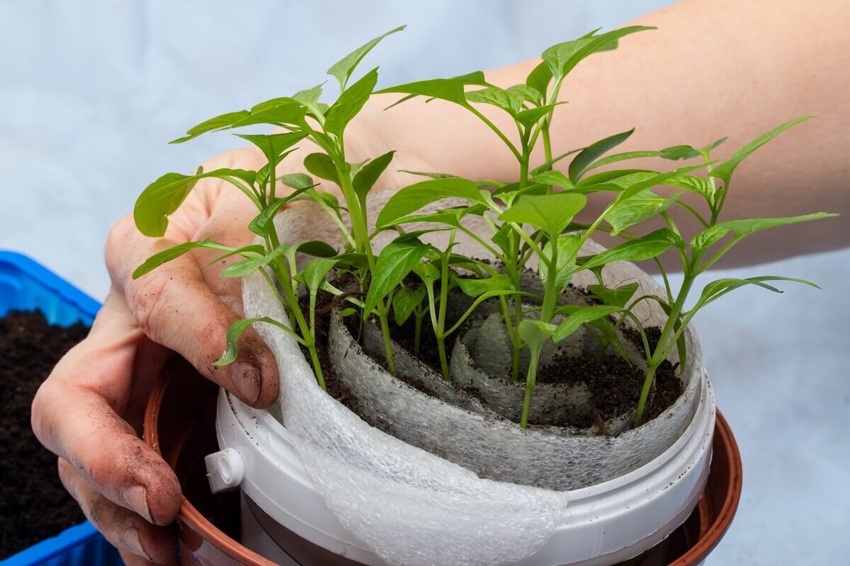 посадка перца в улитку. рассада перцев улиткой. посев семян перца в улитки. рассада перца в улитке. посадка семян в улитку.