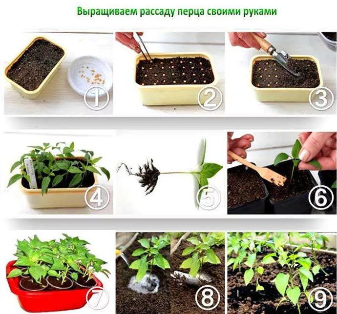 Семена пошагово. Посадка семян на рассаду. Правильная рассада. Алгоритм посадки семян для рассады. Посадка семян для высадки рассадой.