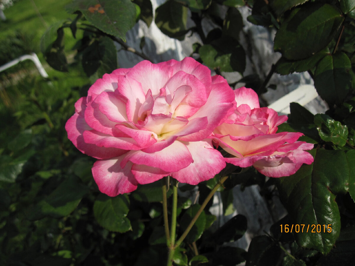 Наша старая роза Парфюм Тропикал (Rosa Parfum Tropical). Фото автора. 