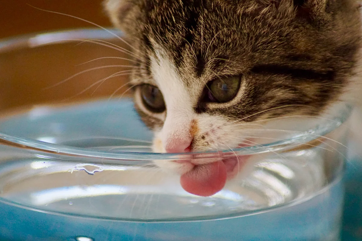 🐱Почему для кошки вода из ведра или крана вкуснее, чем вода в миске | Нос,  хвост, лапы | Дзен