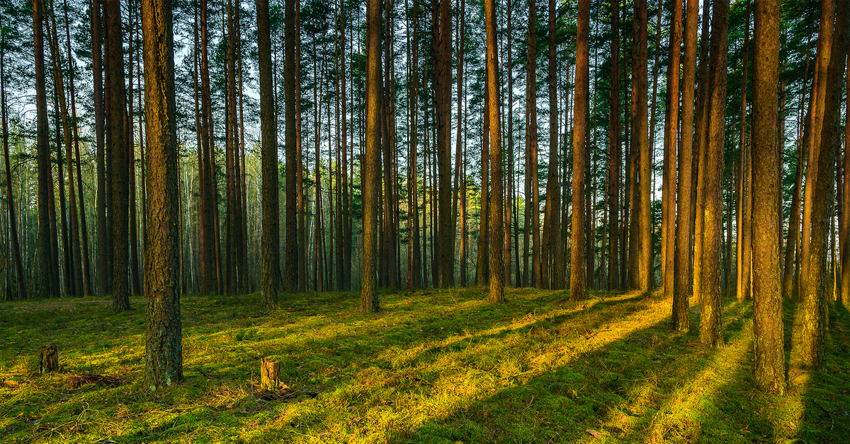 Земли лесного запаса. Красивые леса. Лесной пейзаж. Сосновый лес. Лес горизонтально.