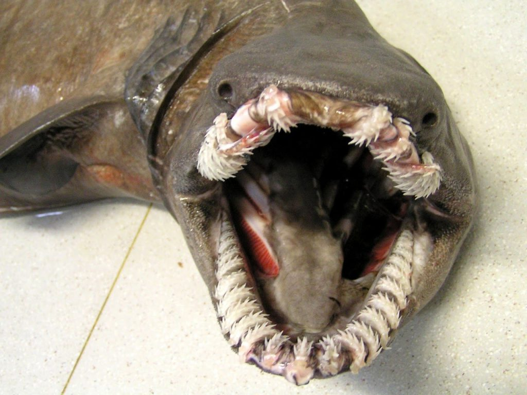 Рыба живет под землей. Плащеносная акула Марианская впадина. Плащеносная акула плащеносец.