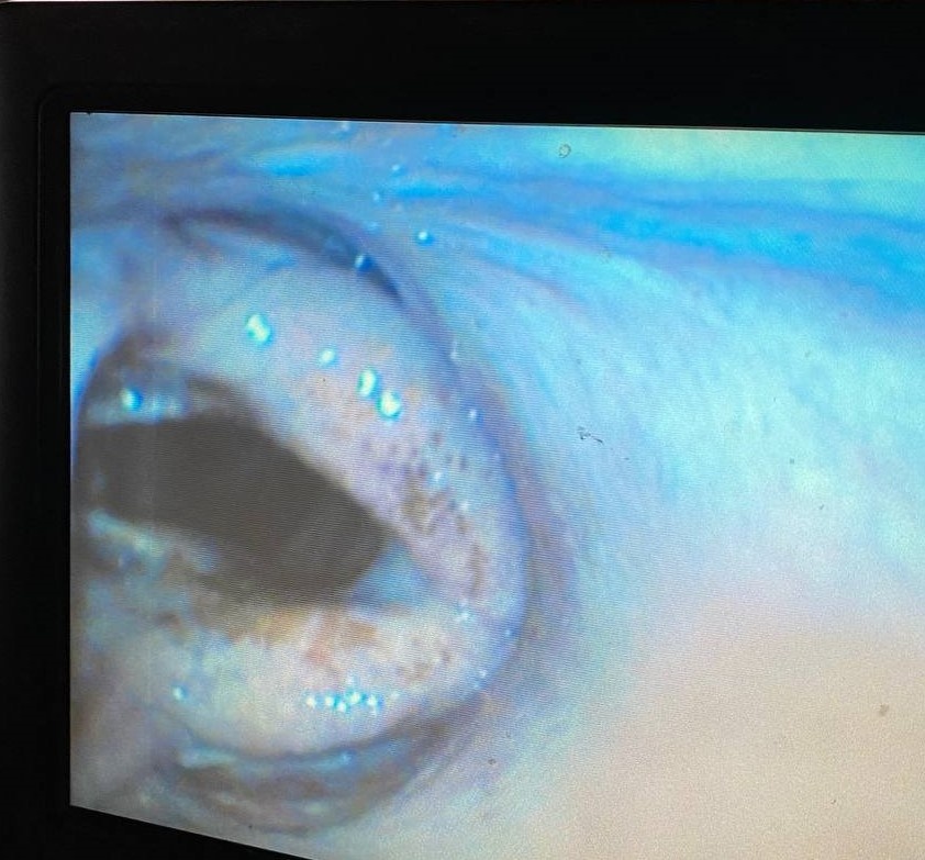 Из практики Мобильного конного госпиталя MAXIMA VET