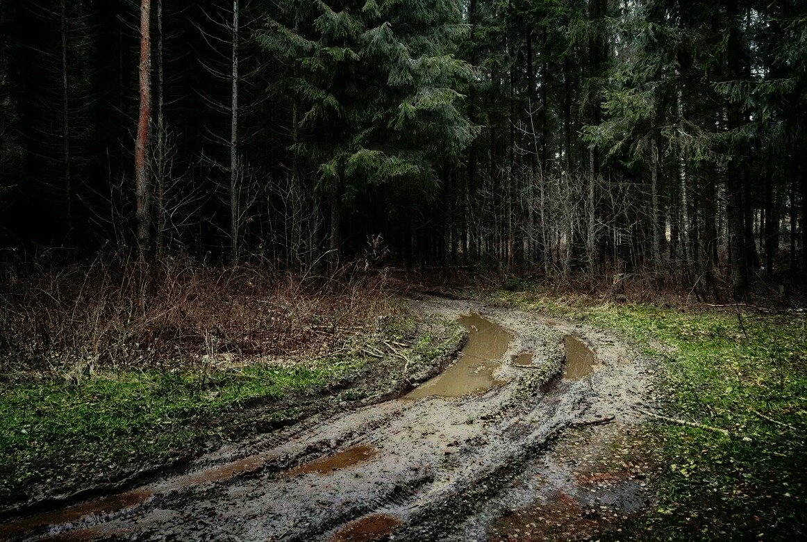 Не проходимые дороги. Грязная дорога. Грязные дороги в лесу. Грязная Лесная дорога. Лесная дорога грязь.