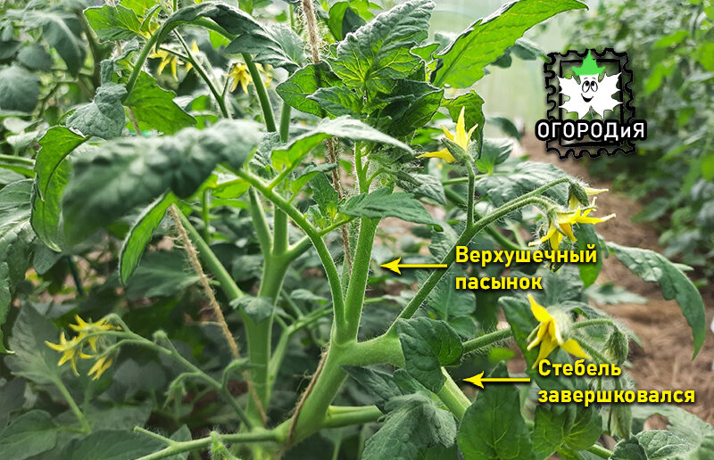 Верхушечный пасынок низкорослого томата Как на подбор