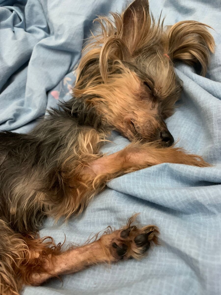 Она была не просто собакой, а душой и талисманом нашей семьи