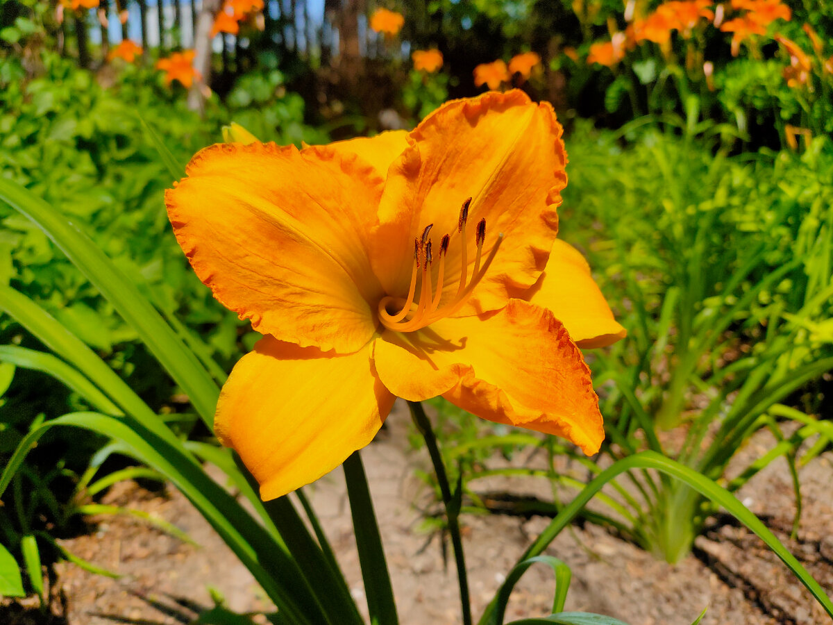 Мамин лилейник сегодня утром:)