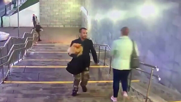 Мужчина украл из квартиры драгоценности и собаку. Видео © T.me / МВД МЕДИА